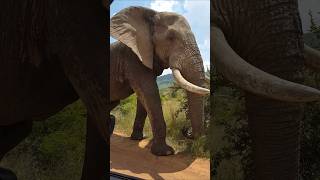 Too Close Elephant africa southafrica elephant [upl. by Oralie525]