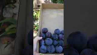 Best Tasting and Producing Plum Tree for Backyard Orchard [upl. by Ricoriki]