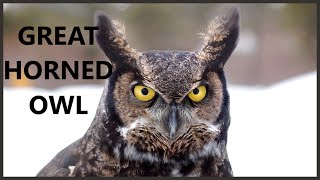 Great horned owl call from big forest [upl. by Waligore]