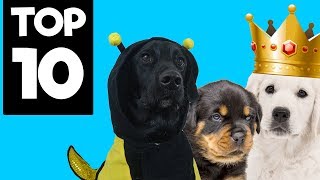 Top 10 Male Dog Names of 2017 [upl. by Hoopen]