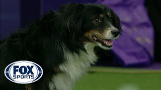 Check out the best of the 2019 WKC Masters Agility Championship  FOX SPORTS [upl. by Cynar712]