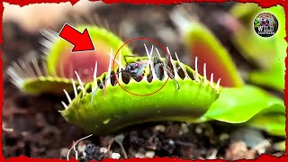 10 Carnivorous Plants That Capture and Eat Animals Alive  Wild Biosphere [upl. by Esilenna]