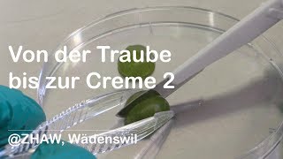 Von der Traube bis zur Creme 2 Oberflächensterilisation und Kallusinduktion [upl. by Joyce57]