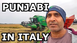 Dairy farm work in italy farm da kam italy vich punjabies workcow farming punjabi vlog [upl. by Alleynad]