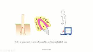 Basics of Biomechanics 1 center of mass and center of resistance [upl. by Munsey]