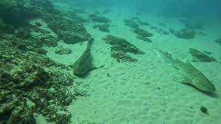 North Stradbroke Island Manta Bommie [upl. by Cinda]