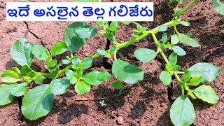 తెల్ల గలిజేరు గురించి మీకు తెలుసా  tella galijeru uses in telugu [upl. by Gasser]