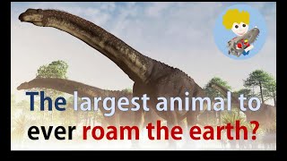 Henrys Fossil News  Biggest Dinosaur Ever  Henrys Fossils [upl. by Rabassa749]