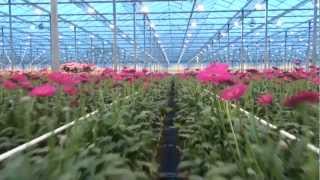 Gebr Weijs Gerbera korte bedrijfsfilm [upl. by Gerg]