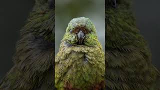 Discover the Astonishing Facts About the Rare Kakapo Bird [upl. by Rahsab]