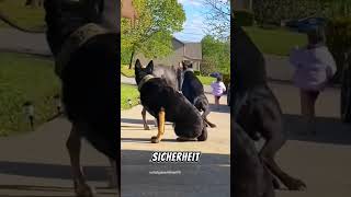 Wie diese 4 Hunde ein Kind BEWACHEN [upl. by Eelra]