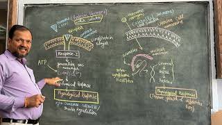 Hormonal Mechanism How different Hormones transport to different part of the body [upl. by Htebirol]