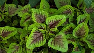 Introduce Amaranth and how to grow [upl. by Attenod]