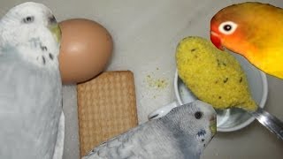 Pasta para la época de cria de los loros  Alimentación casera para loros  Todo Sobre Loros [upl. by Leunamme]