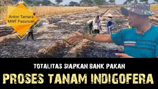 PROSES TANAM INDIGOFERATOTALITAS SIAPKAN BANK PAKANMrWedhos Farm PASURUAN [upl. by Gert]