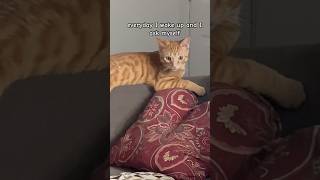 Kitty shares how they start the day cat cattitude catlover funnycat funny [upl. by Darnell]