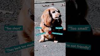 Reasons people dont like dachshunds dachshund dogs funny [upl. by Yasnil]