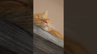 What is Caterwauling The Sound of Cats Mating catmating cat cats catlover pets [upl. by Cutty]