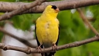 American Goldfinch Call Song and Sound  Little Yellow and Black Bird  shorts [upl. by Isaacs]