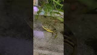 fahaka puffer eating snails puffer fish eating snails [upl. by Helbon]