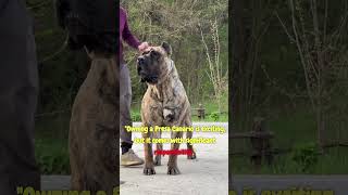 Introducing the Presa Canario shortsfeed dogbreed italianmastiff dogtype [upl. by Romola]