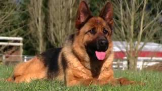 Kraftwerk K9 German Shepherd full offleash obedience [upl. by Anilrahc]