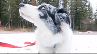 Glacier National Park hoping to expand quotBark Rangerquot program in 2018 [upl. by Argela]