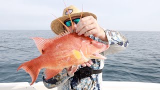 HOGFISH Fishing Offshore Tampa Bay Florida  Grouper EPIC DAY [upl. by Ardnusal]