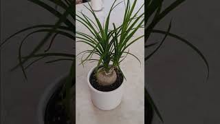 Ponytail palm growth guide plants gardening plant houseplants tutorial tutorials houseplant [upl. by Ahsit]