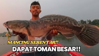 WAKTU MANCING CUMA SEBENTAR TAPI DAPAT TOMAN BESAR‼️ HUJAN GERIMIS TOMAN GANAS‼️ [upl. by Lindley]