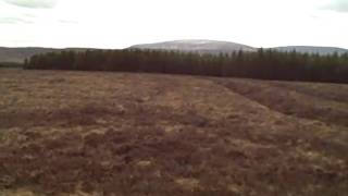 Little Dot Angus amp Rusty in tall heather by Breen Forest Co Antrim [upl. by Nauj]