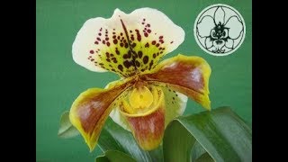 Orchidee Istruzioni per luso Paphiopedilum [upl. by Nila]