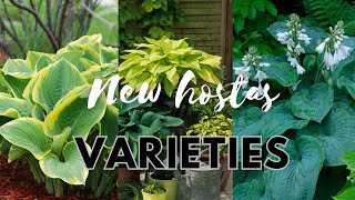 LOTS of New HOSTA Varieties 🍃Unboxing Hostas from New Hampshire Hostas 🌿🍃 Plant Haul [upl. by Oenire]