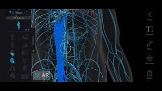 Surface Marking of Inferior Vena Cava  Inferior Vena Cava  Abdomen Anatomy [upl. by Maxa922]