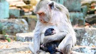 Breaking news old Mommy monkey Jade give birth a cute baby monkey successful today [upl. by Oiralih]