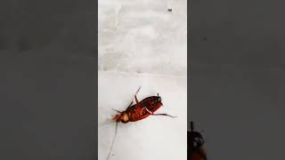 Spinning Cockroach [upl. by Annoel]