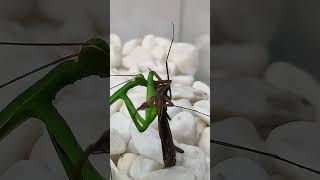 Mantis eating mantis insects mantis [upl. by Audy18]