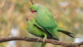 Indian Green Parrots Mating on the Tree  Parrots Mating Behavior [upl. by Ahsatam417]