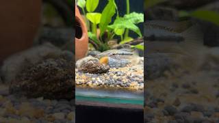 Apistogramma Trifasciatafish apistogramma fishing nature fishbreeding fishfarming freshwater [upl. by Smiley]