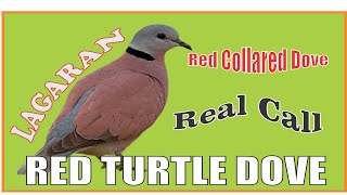 Red collared dove  Red turtle dove  Lagaran calls [upl. by Mariann]