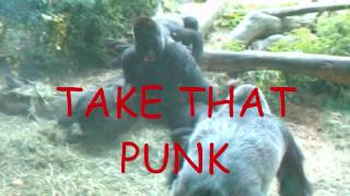 Gorillas fighting at Zoo [upl. by Luz]