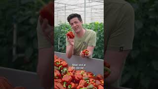 Welke paprika is het gezondst  Lekker uit Nederland  Allerhande [upl. by Leirvag]