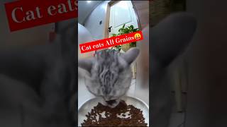 Cat eats Food Grains animals cat pets shortvideo catlovers wildlife [upl. by Laughry323]