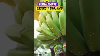 fertilizante Casero y Orgánico jardineríaencasa fertilizantesnaturales [upl. by Eigla798]