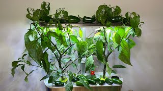 Jalapeños went WILD in my Aerogarden  Full Grow [upl. by Carter]