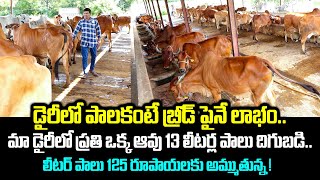 డైరీ ఫార్మ్ కష్టపడి చేస్తేనే సంతృప్తి సంపాదన   Gir Cows Dairy Farm  Kiran TV Rythu [upl. by Akirdnahs]