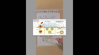 Explicacion de ENDOCITOSIS Y EXOCITOSIS [upl. by Demetris]