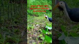 ডাহুক পাখি ধরার ফাদ তৈরীর পদ্ধতি।How to make Gallinule bird trapdahuk pakhir fadজাংগীফাদshort [upl. by Spear]