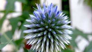 Globe Thistle Echinops  Gardening 101 by Dr Greenthumb [upl. by Winola405]