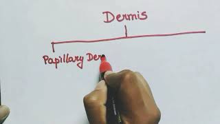 Histology of skin  part 2  Dermis  Hypodermis  skin  Integumentary system [upl. by Taam]